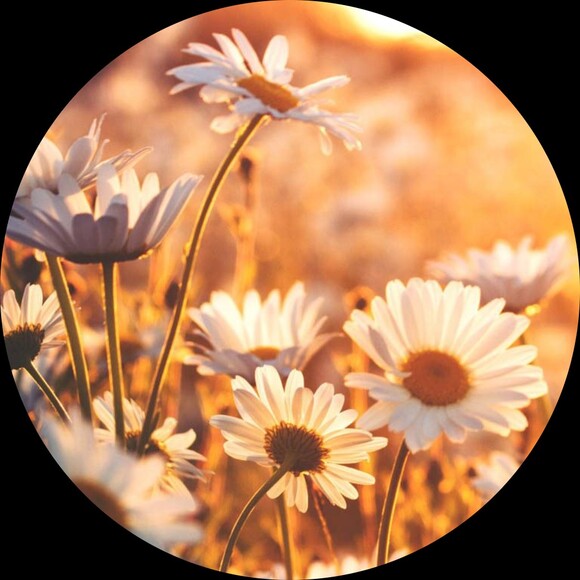 theflowermarket